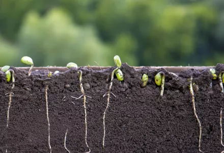 硝酸铵比率对植物的影响