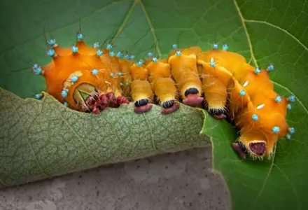 如何控制病虫害？生物防治vs.化学防治