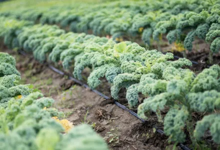自己动手种植：甘蓝