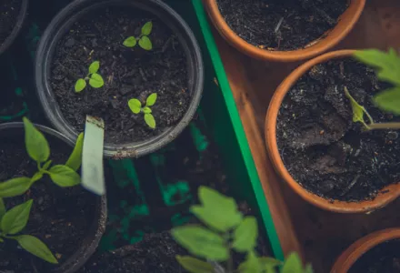 植物生长调节剂——第二部分