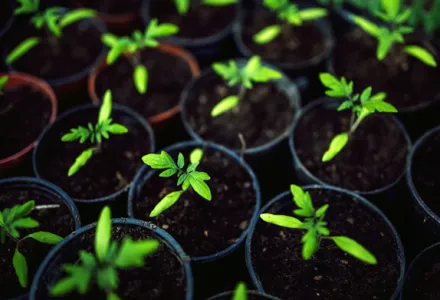 植物营养与营养缺乏