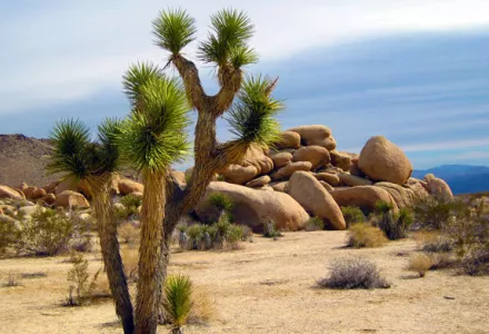 植物营养与营养缺乏