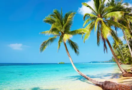 椰糠基质栽培中的问题处理