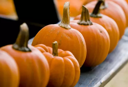 试试自己种南瓜吧