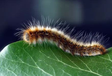 不同的植物保护产品——第一部分