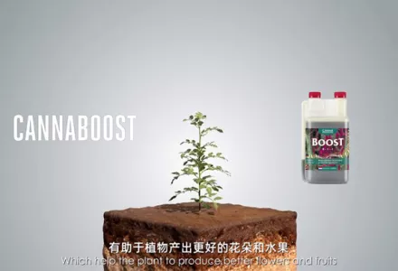 CANNABOOST Accelerator
