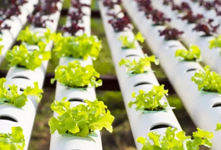 无土基质成为优质基质的条件