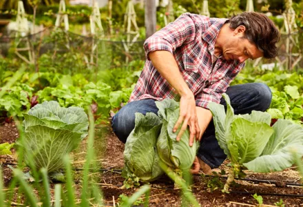 什么是有机种植，为什么要有机种植-第一部分