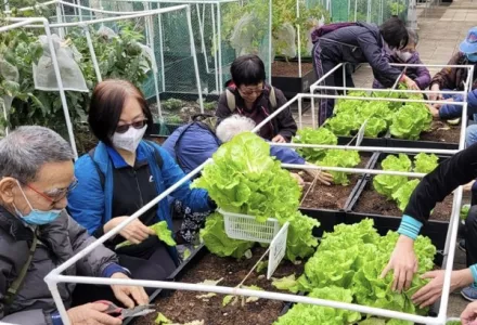Crops Grown with BIOCANNA for Hong Kong Elderly Services
