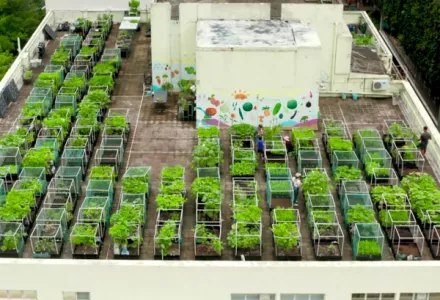 Rooftop growing with Vege Farm in Hong Kong