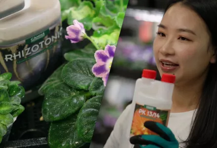 CANNA x 非洲紫罗兰的绽放