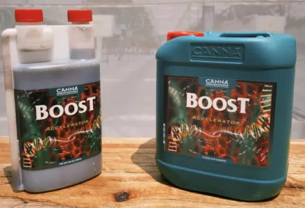 CANNABOOST 让草莓更甜、更大，产量增 43%！