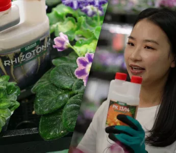 CANNA x 非洲紫罗兰的绽放